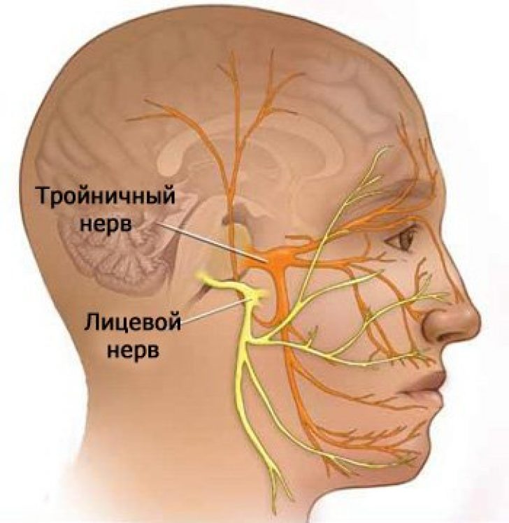Anatomy of the facial nerve