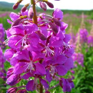 willow-herb_05