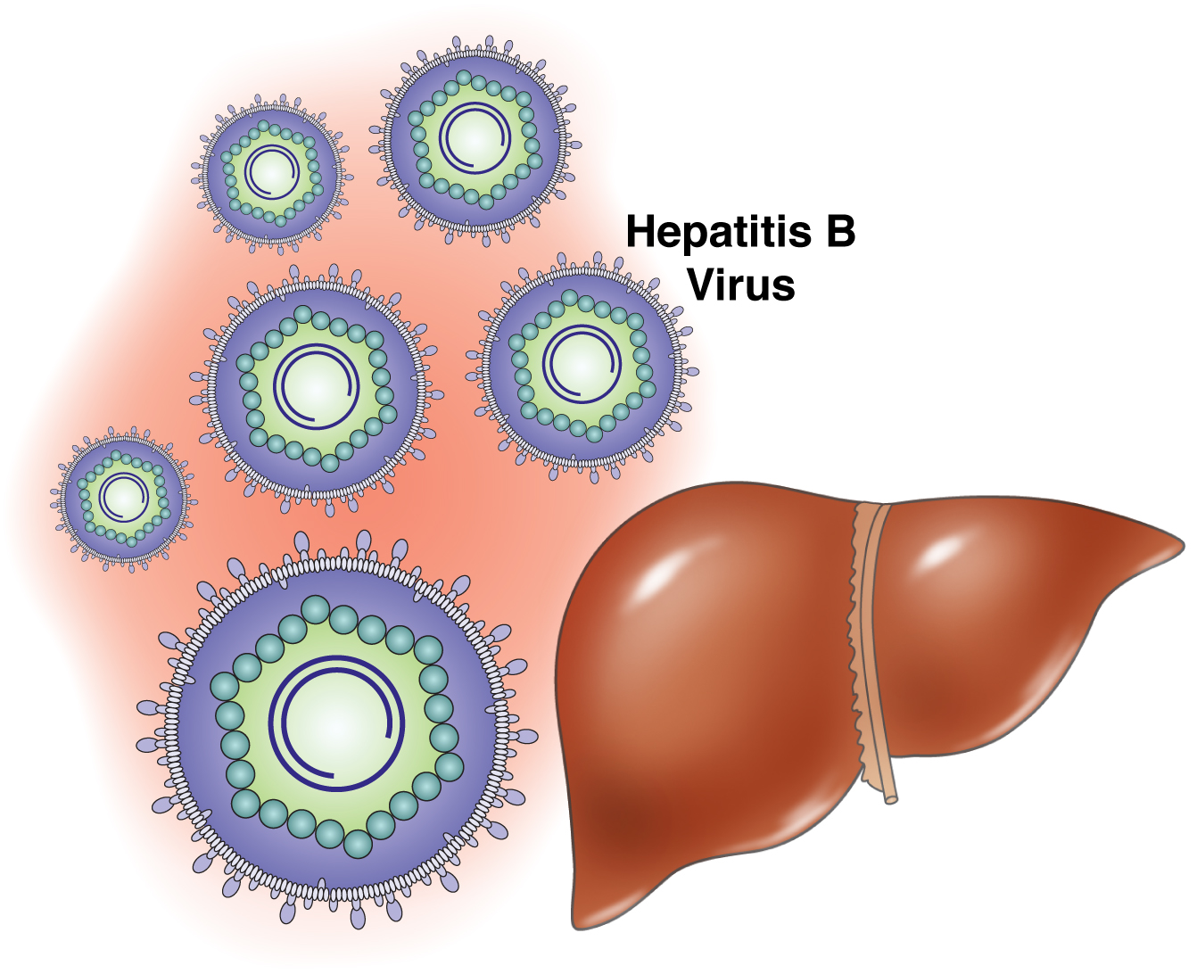 Гепатит b и с вирусом thumbnail