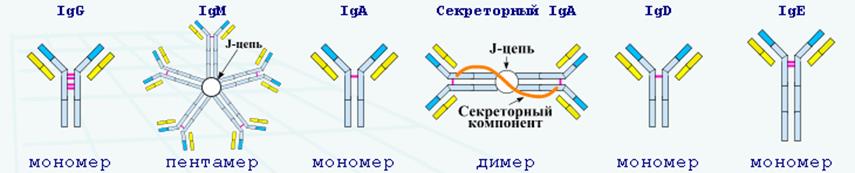 Домены антител. Схема строения иммуноглобулина. Схема строения иммуноглобулинов различных классов. Схема строения антител (иммуноглобулина g). Схему строения секреторного iga.