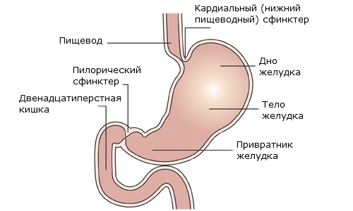 anatomiya