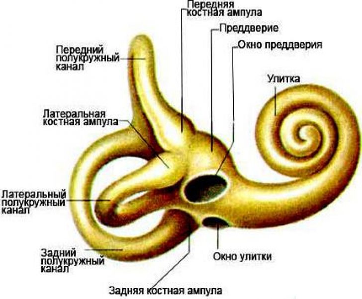 Улитка внутреннего уха заполнена. Строение костного и перепончатого Лабиринта внутреннего уха. Костный Лабиринт внутреннего уха анатомия. Строение внутреннего уха преддверие полукружные каналы. Строение внутреннего уха человека анатомия.