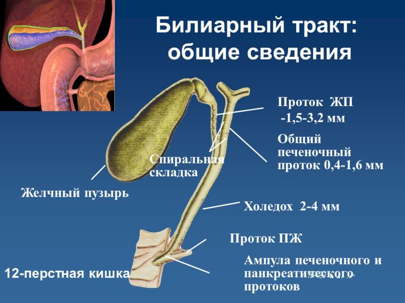 Диаметр желчного пузыря. Билиарный тракт анатомия. Холедох проток желчного пузыря. Желчный пузырь и холедох анатомия. Отделы желчного пузыря анатомия.
