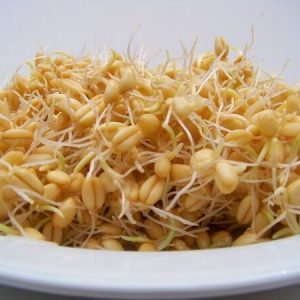 wheat-sprouts