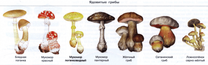 Ядовитые грибы (1)