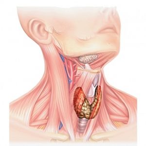 Как вылечить гиперплазию щитовидной железы thumbnail