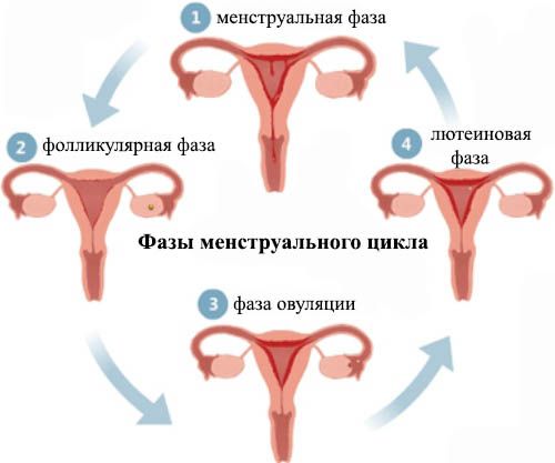 Как быть при нарушении менструации thumbnail