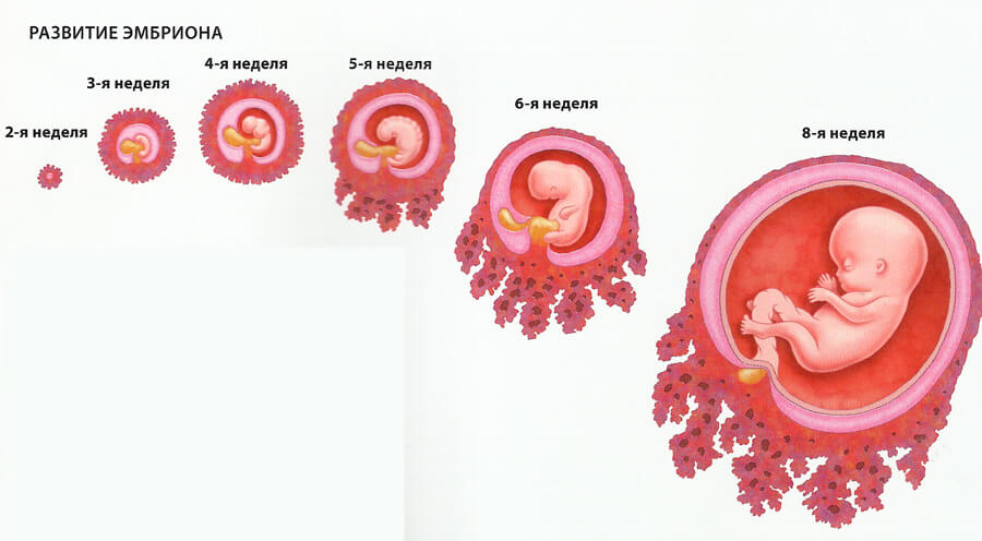 2 3 Недели Беременности Размер Плода Фото