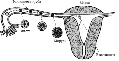 Оплодотворение в полости матки. Схема развития зиготы в матке. Зигота бластоциста. Схема оплодотворения яйцеклетки. Бластоциста имплантация.