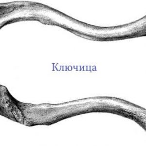 kosti-verhnih-konechnostej-kljuchica