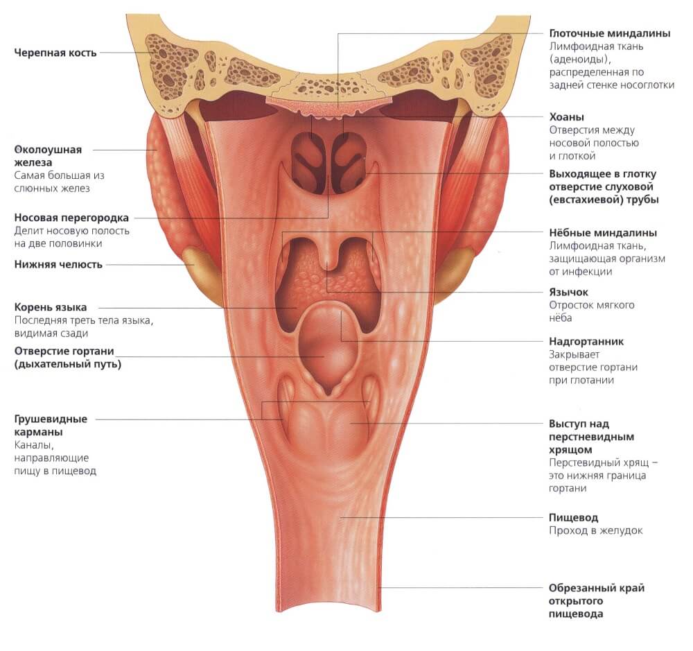 Глотка имеет стенки. Гортанная часть глотки анатомия. Строение глотки анатомия на латыни. Строение полости глотки гортани. Глотка строение стенки мышцы глотки.
