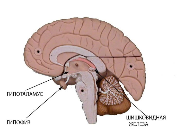 anatomicheskoe-raspolozhenie-pituitarnoy-zhelezy