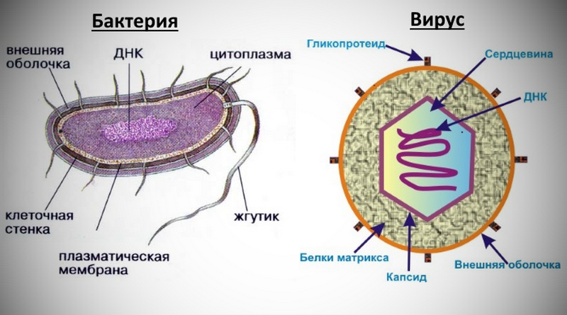 Как по анализу крови определить вирус инфекция бактерия