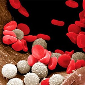 Что значит бактерии в анализе крови thumbnail