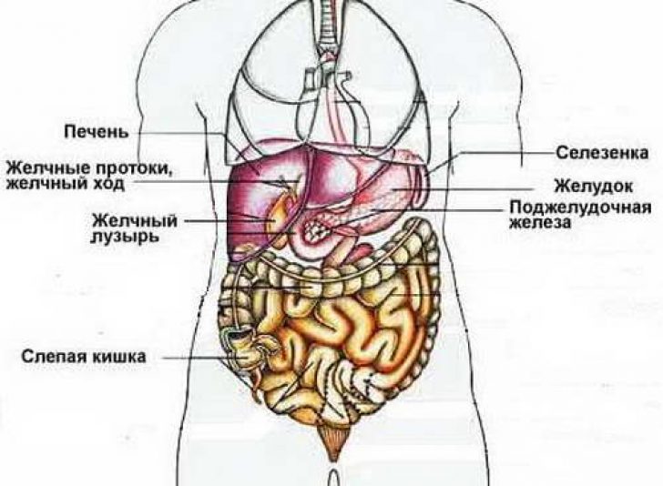 Колет органы