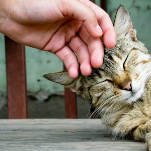 Аллергия домашних животных лечение thumbnail